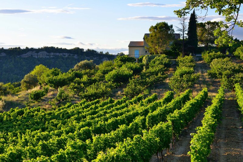 Vineyard Provence