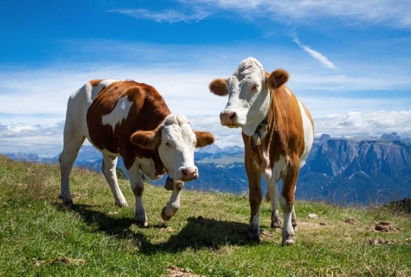 Cows overlooking the Rittner Horn