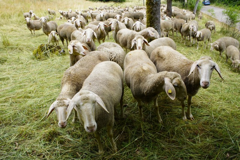 Sheep at Riedenburg