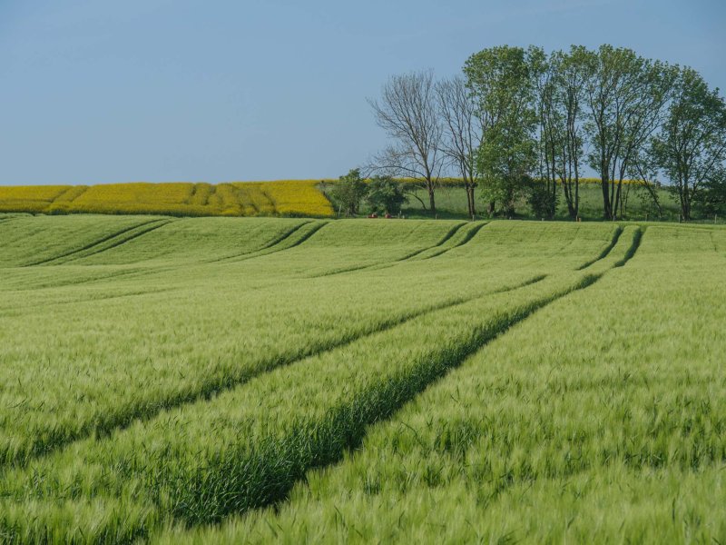 Cycling Billerbeck
