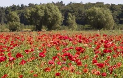 Flanders cycling holiday