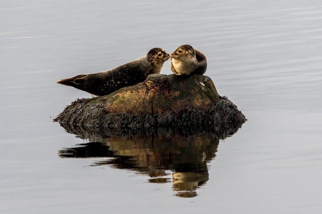 Seals - Sweden