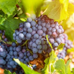 La Rioja Wine Cycling Holiday