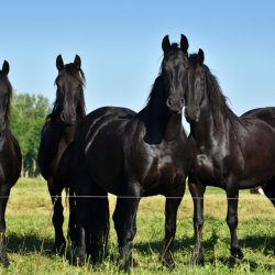 Frisian horses