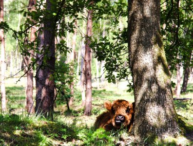 Holtingerveld - Drenthe - cyclingholiday