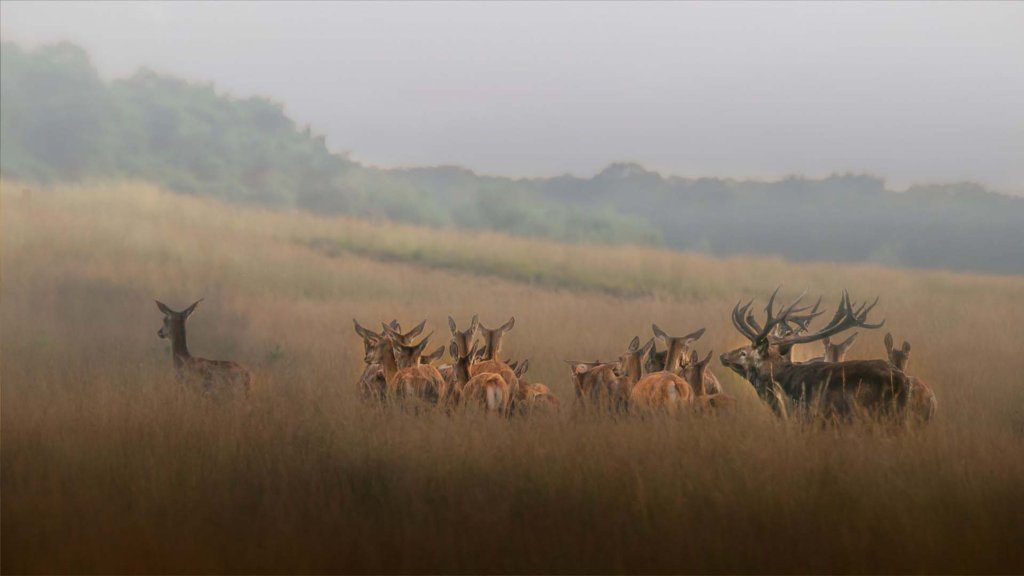Deer in the Hoge Veluwe