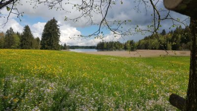 The Allgäu Alpine Meadows