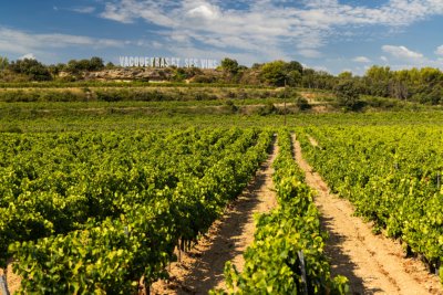 Provence Cycling Holiday Vacqueyras