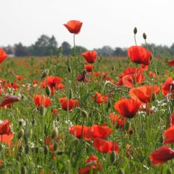 poppys Flemish Brabant