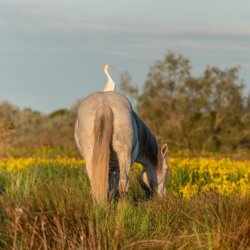 camargue cycling holiday