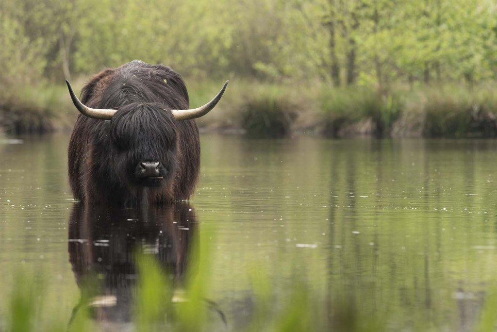 Witte veen nature reserve