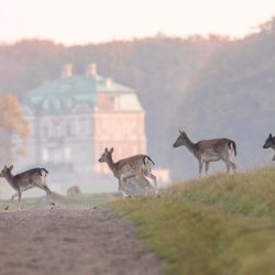 Deer on the estate in Denmark