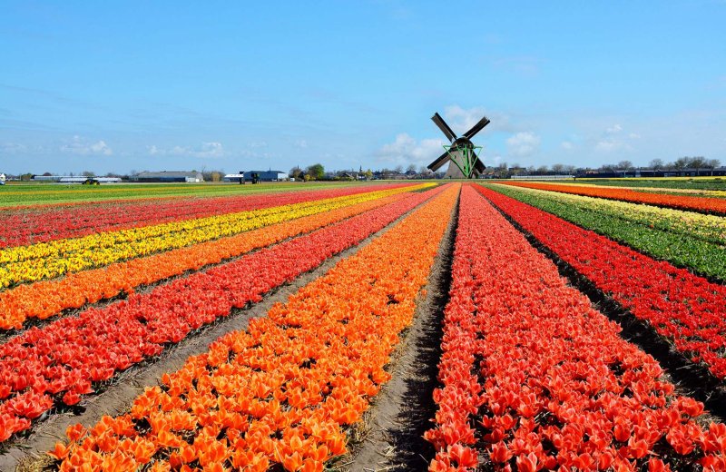 Tulips in April and May