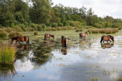 Fochterlerveen cycling holiday assen