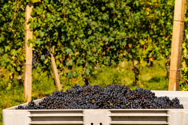 Barolo - Wine