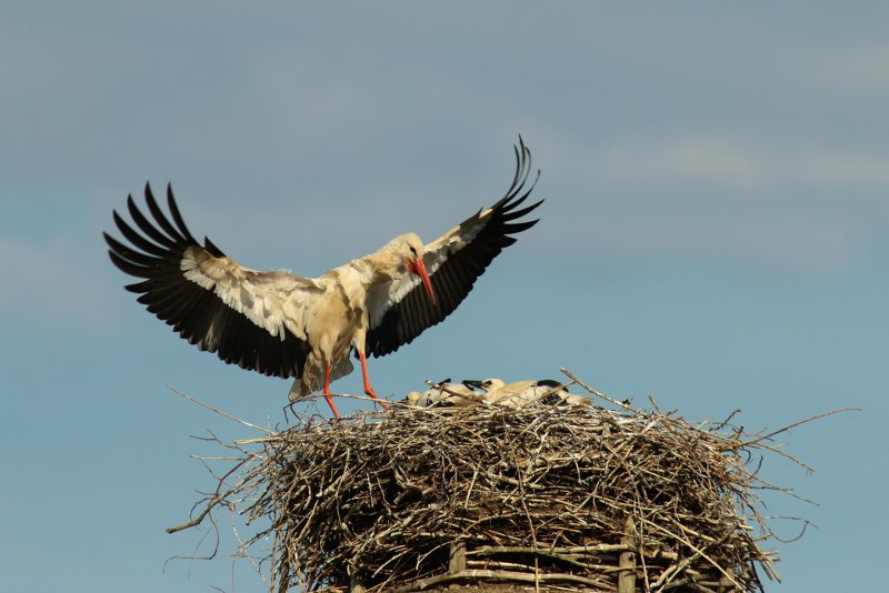 Stork near Minden