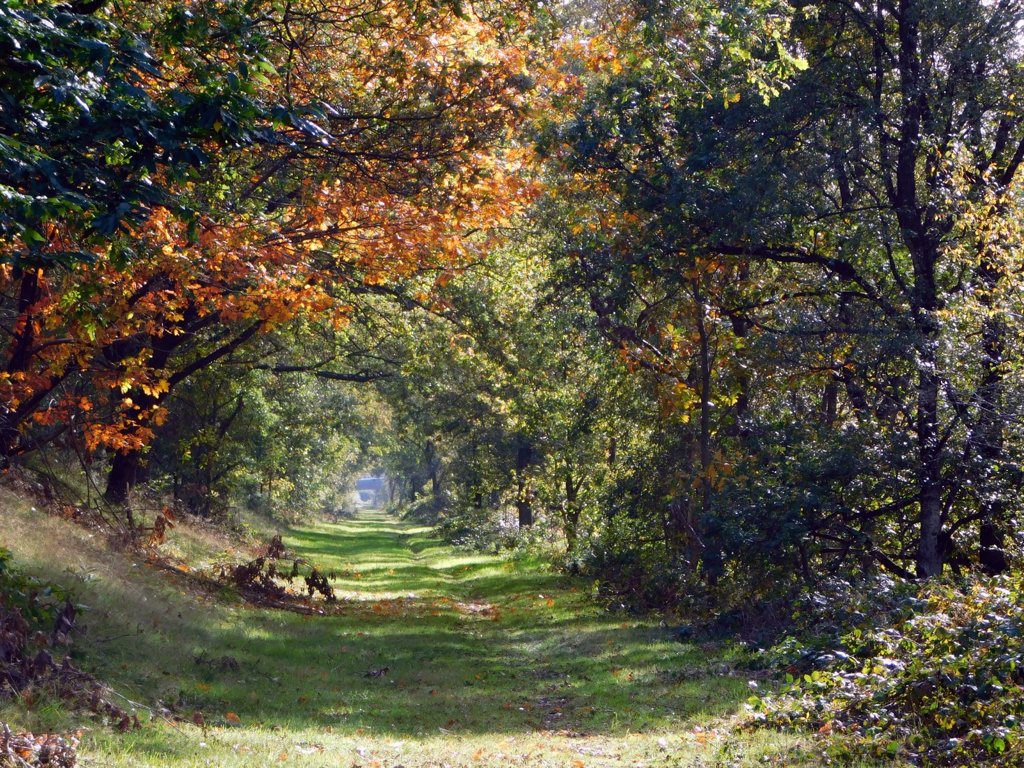 The Kempen