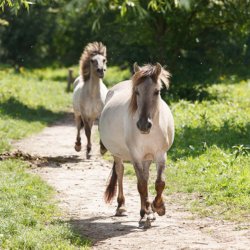 Wild horses in the Hoge Veluwe