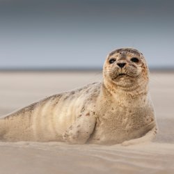 German beaches with seals