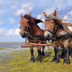 Cycling holiday Schiermonnikoog