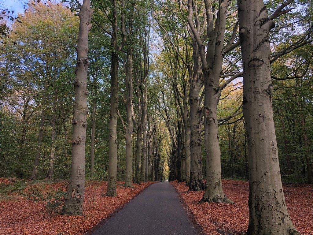 Forests of Gaasterland