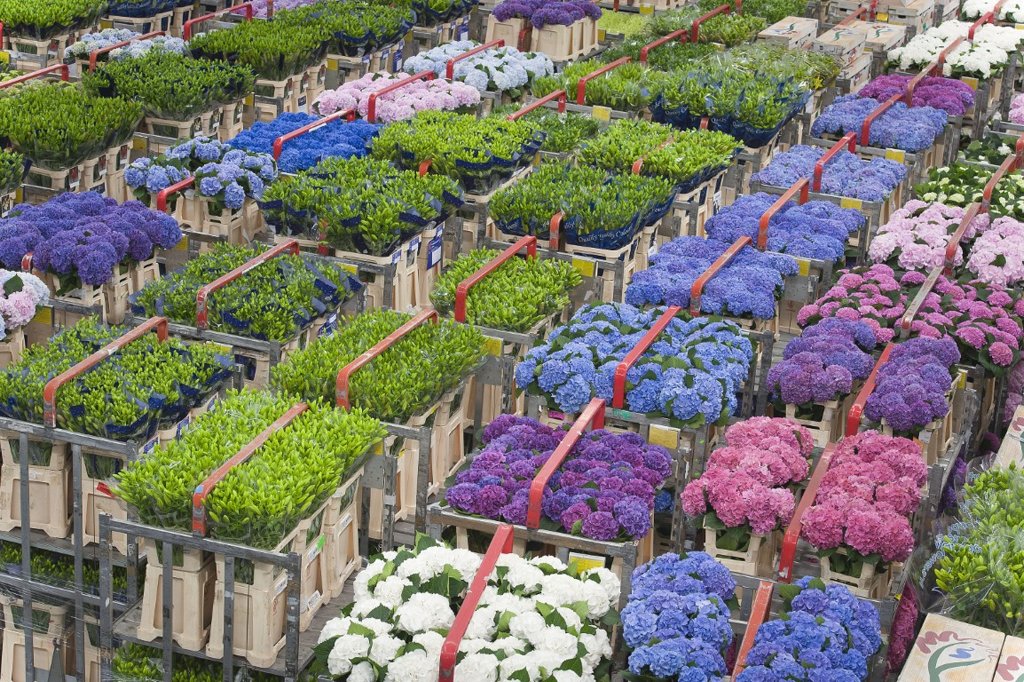 aalsmeer floraholland