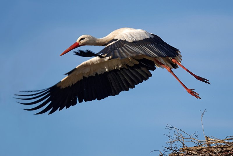 Stork