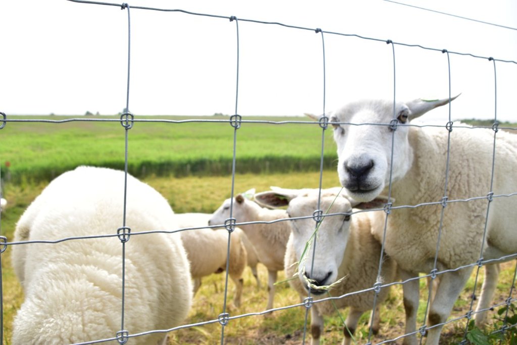 Texel cycling holiday
