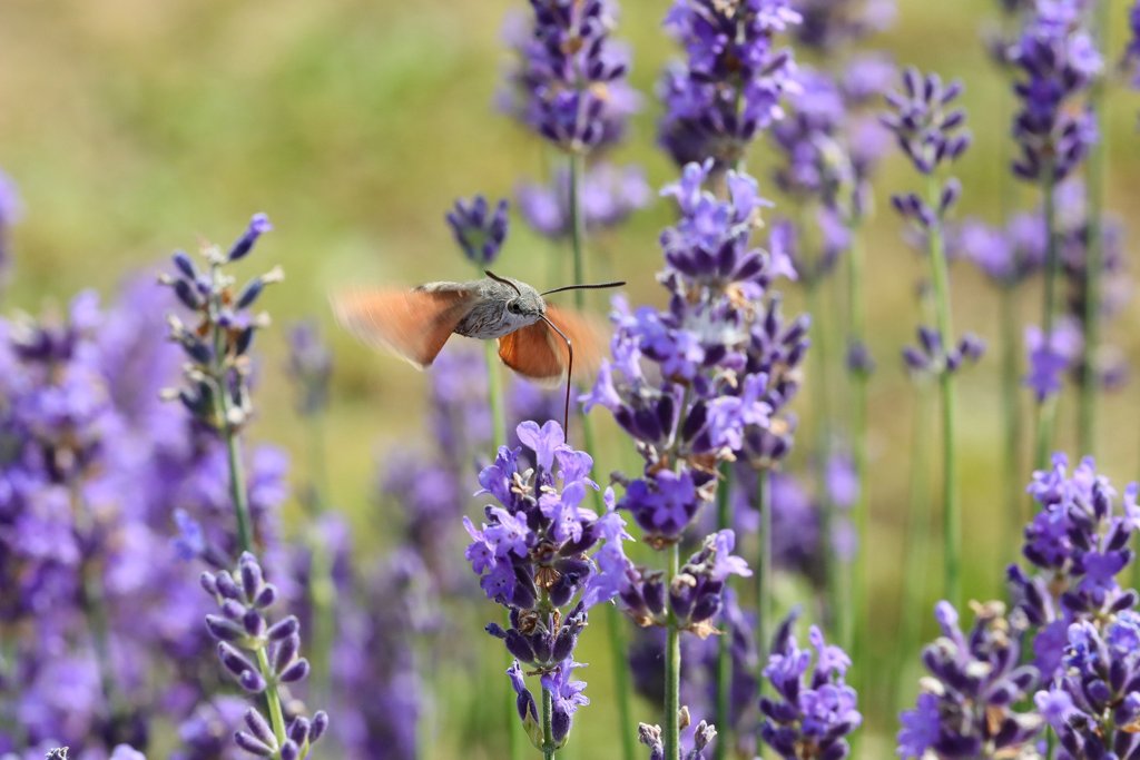 Lavender near Sault